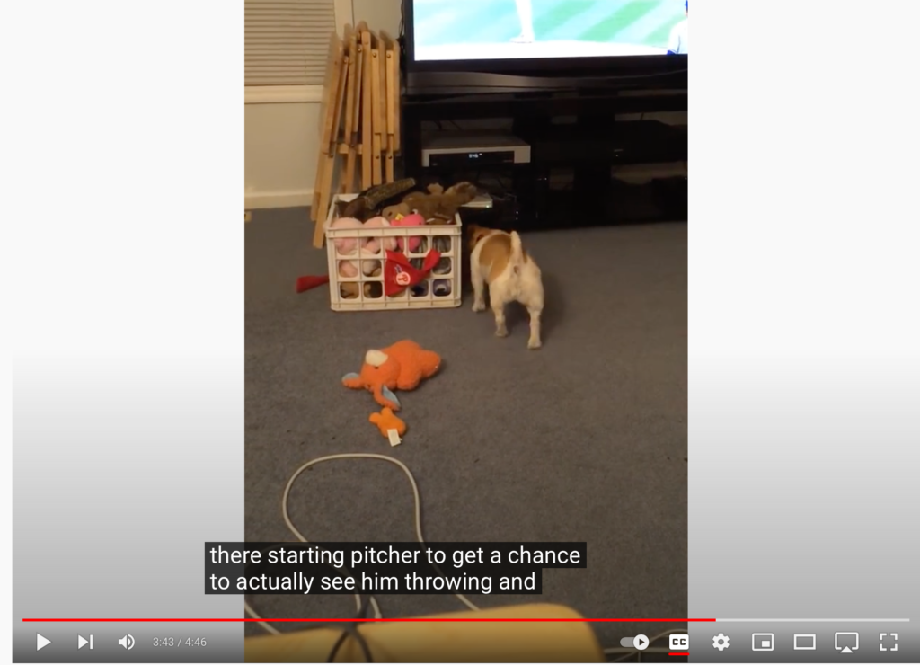 A jack russel terrier faces a box of dog toys while a baseball game plays in the background. The closed captioning at the bottom of the screen from the baseball game reads: there starting pitcher to get a chance to actually see him throwing and.